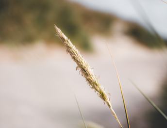 NewSilentLoungePicture