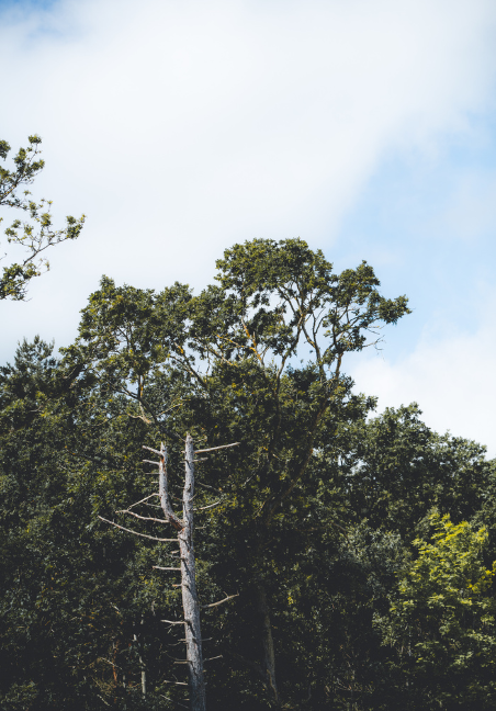 MidImageMountainbike